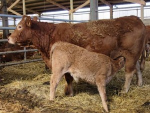 veau limousin tête sa mère